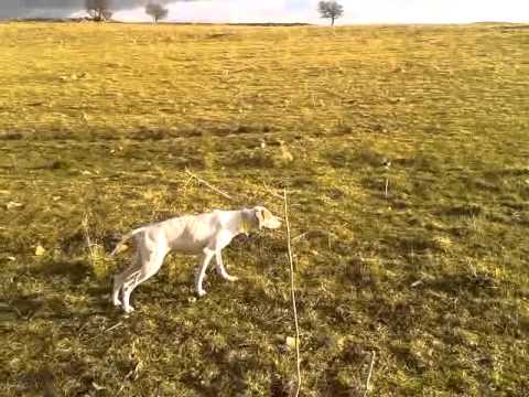 Addestramento alla ferma