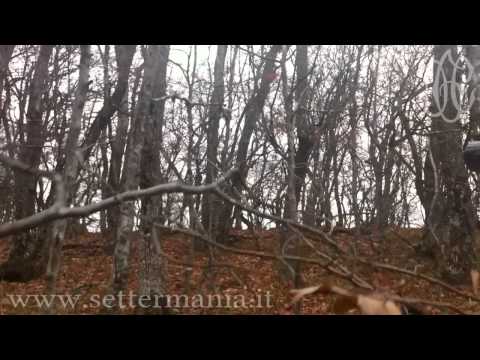 A caccia di Beccacce