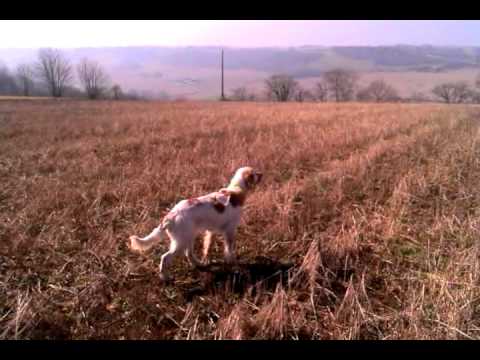 Allenamento alla Caccia su Pernice Rossa