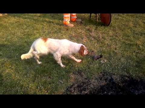 Addestramento cane alla ferma