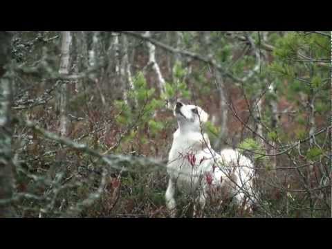 Caccia nella Taiga siberiana