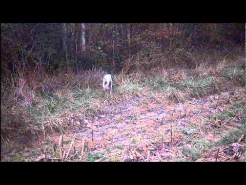 Allenamento del cane su Fagiano