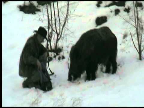 L\’amico Cinghiale