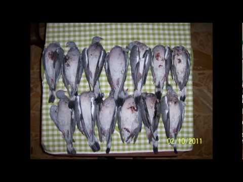 Caccia ai Colombacci