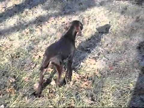 Addestramento Pointer Retriever