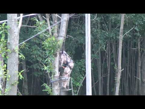 Caccia al Capriolo con l\’Arco