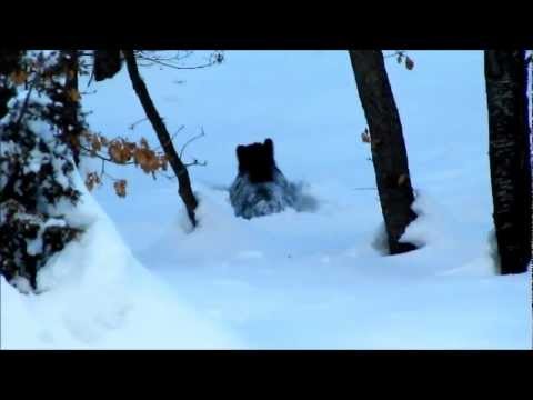 Cinghiale tra la neve