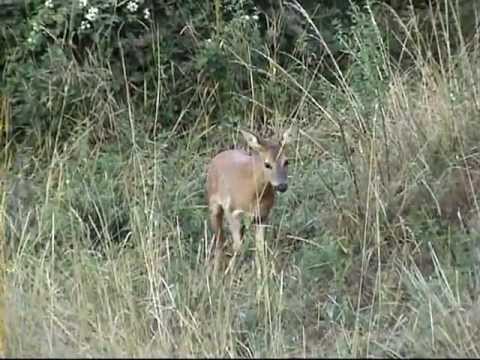 Caccia di selezione agli Ungulati
