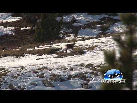 Caccia al Camoscio – Seconda Parte
