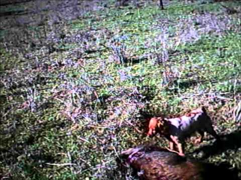 Caccia al Cinghiale