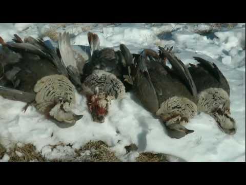 Caccia alla Pernice Himalayana