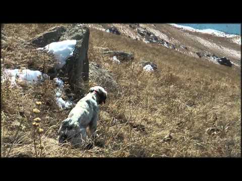 Caccia alla Coturnice