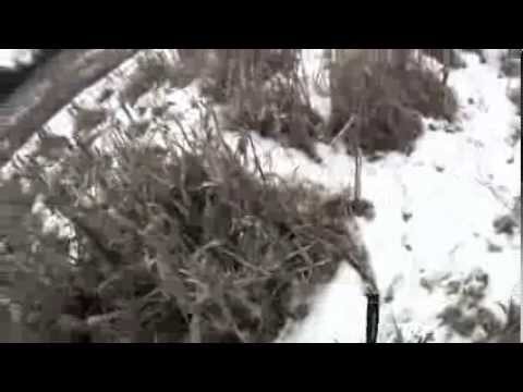 A caccia di Fagiani e Starne