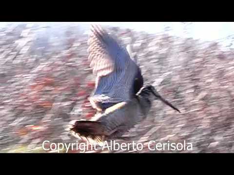 Addestramento su Beccaccia