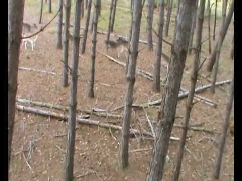 Caccia al Daino con l\’arco