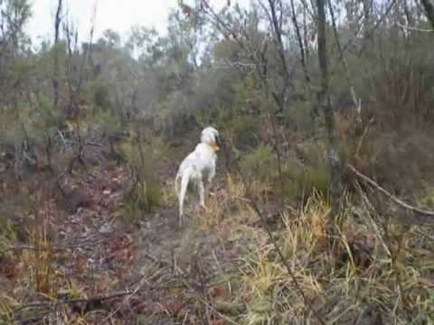 Caccia alla Beccaccia