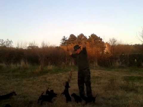 Addestramento cani alla cerca