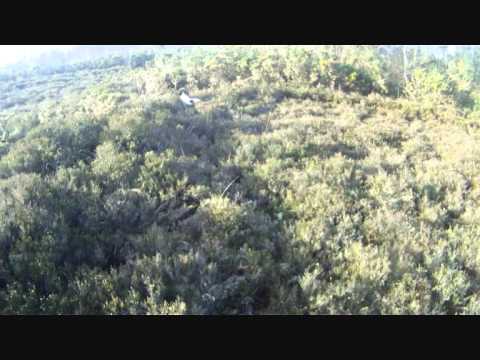 Caccia a Fagiani e Beccacce