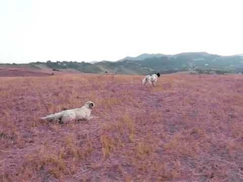 Allenamento su Quaglia