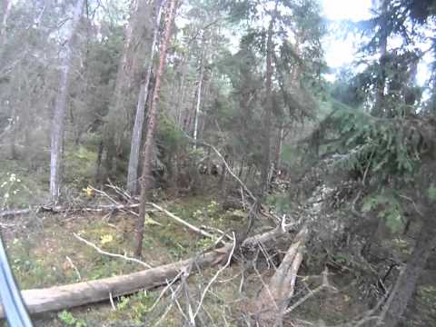 Caccia alla Beccaccia