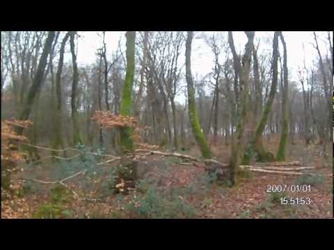 Caccia alla Beccaccia