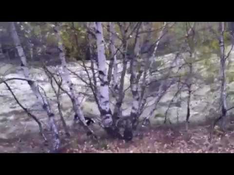 Caccia alla Beccaccia