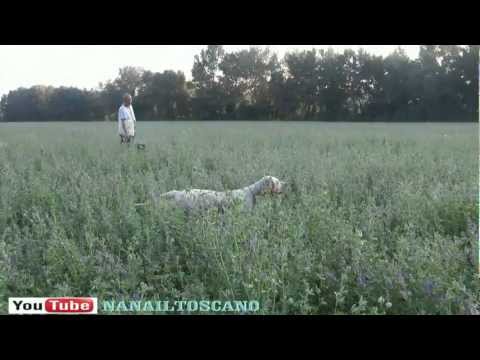 Addestramento alla ferma sulla Quaglia