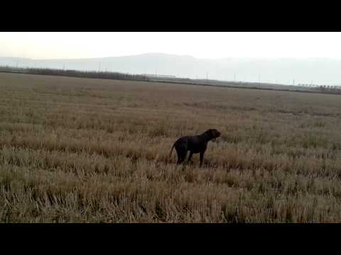 Addestramento su Beccaccino