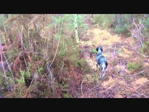 Caccia alla Beccaccia