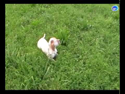 Addestramento su Quaglia