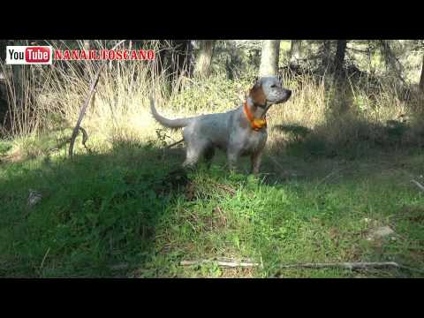 Addestramento su Beccaccia