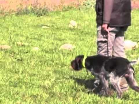 Addestramento su Quaglia