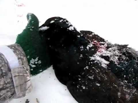 Caccia al Gallo Forcello