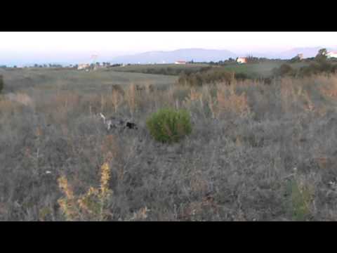 Addestramento per caccia alla Quaglia