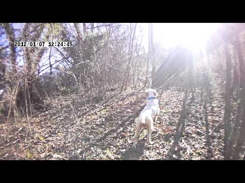 Caccia alla Beccaccia