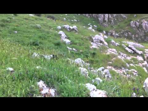 Addestramento sulla Coturnice