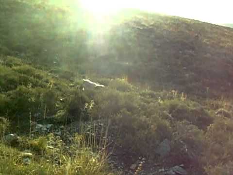 Addestramento sulla Pernice sul Gennargentu