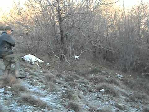 Caccia alla Beccaccia