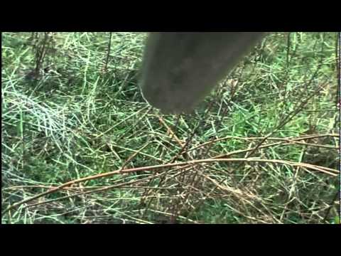 Caccia alla Becaccia