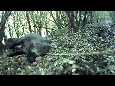 Caccia al Cinghiale a Cuglieri – Prima Parte
