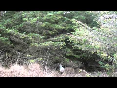 A Beccacce con il setter inglese