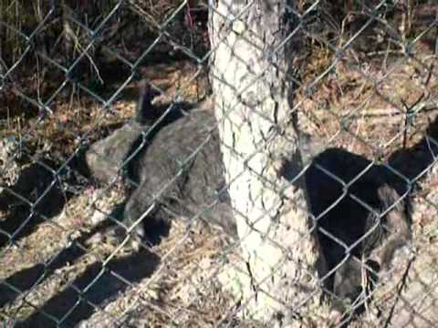 Caccia al Cinghiale… o no?