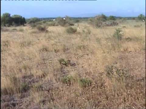 Addestramento sulla Pernice Rossa