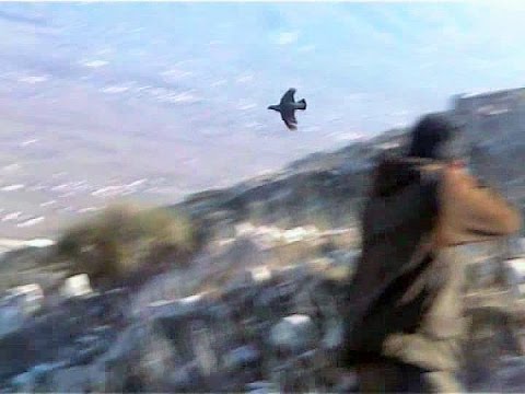 Caccia alla Coturnice