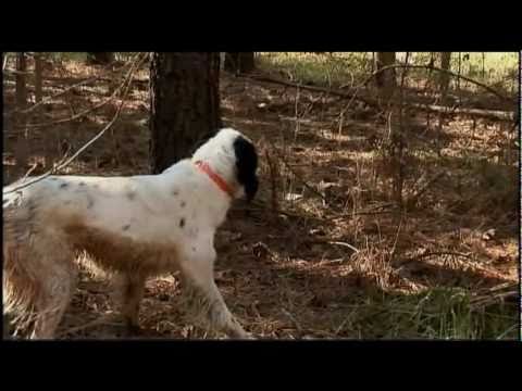 Caccia alla Beccaccia