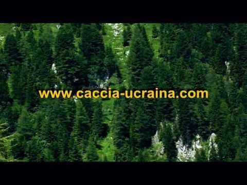 Caccia agli ungulati