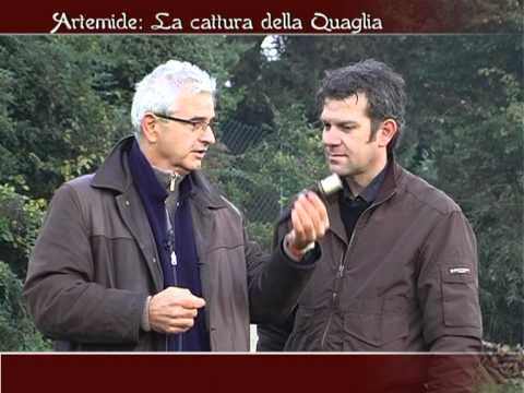 Cattura della Quaglia e inanellamenti