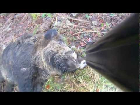 Caccia al Cinghiale