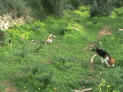 Addestramento al Coniglio Selvatico