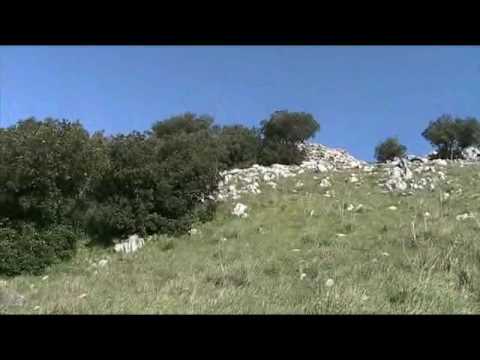 Addestramento alla Coturnice